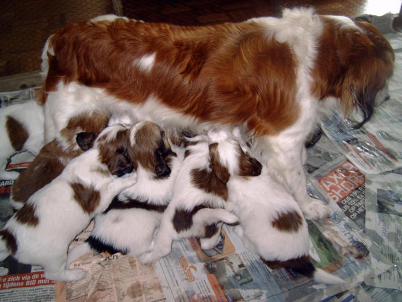 Puppies